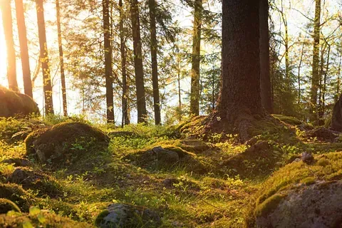 Lakiasiaintoimisto Maiju Haataja Oy