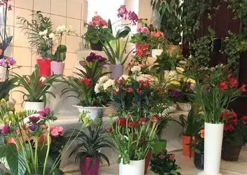 Ein Raum voller Topfpflanzen und Blumen