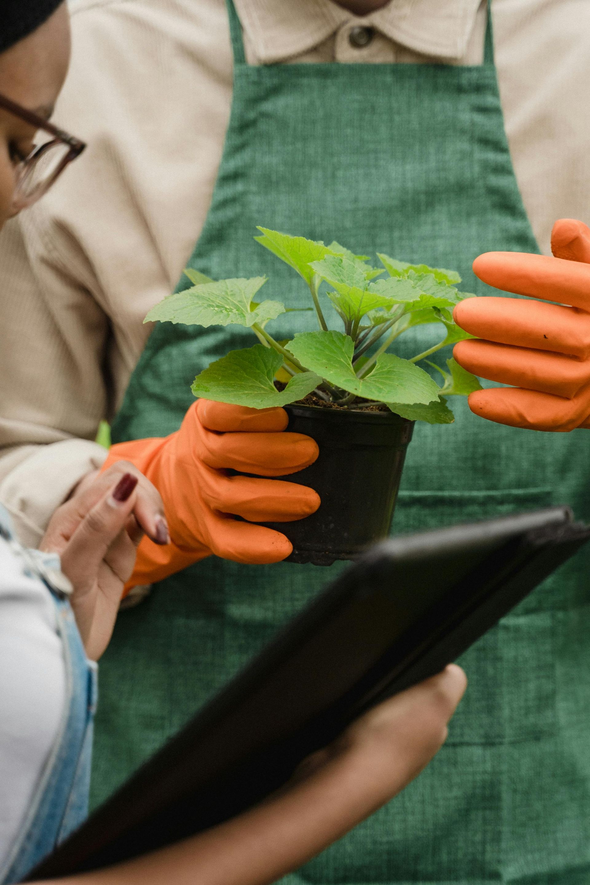 Ein Mann hält eine Topfpflanze und eine Frau hält ein Tablet.