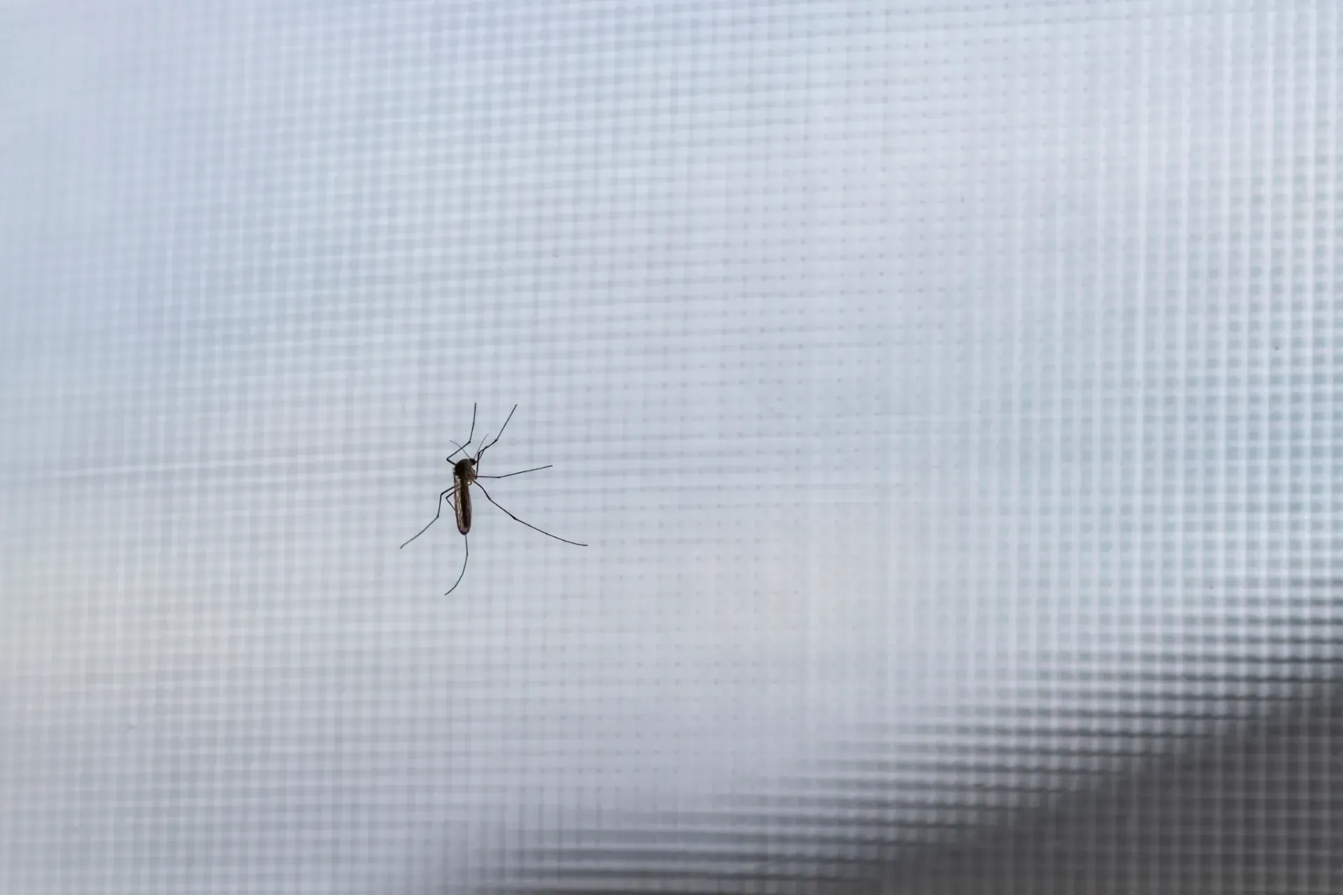 Araña en una pantalla con fondo borroso.