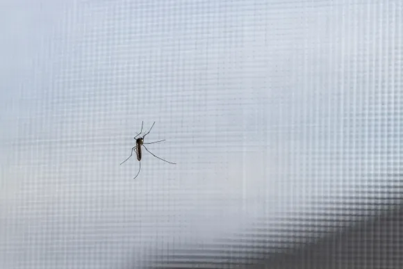 Araña en una pantalla con fondo borroso.
