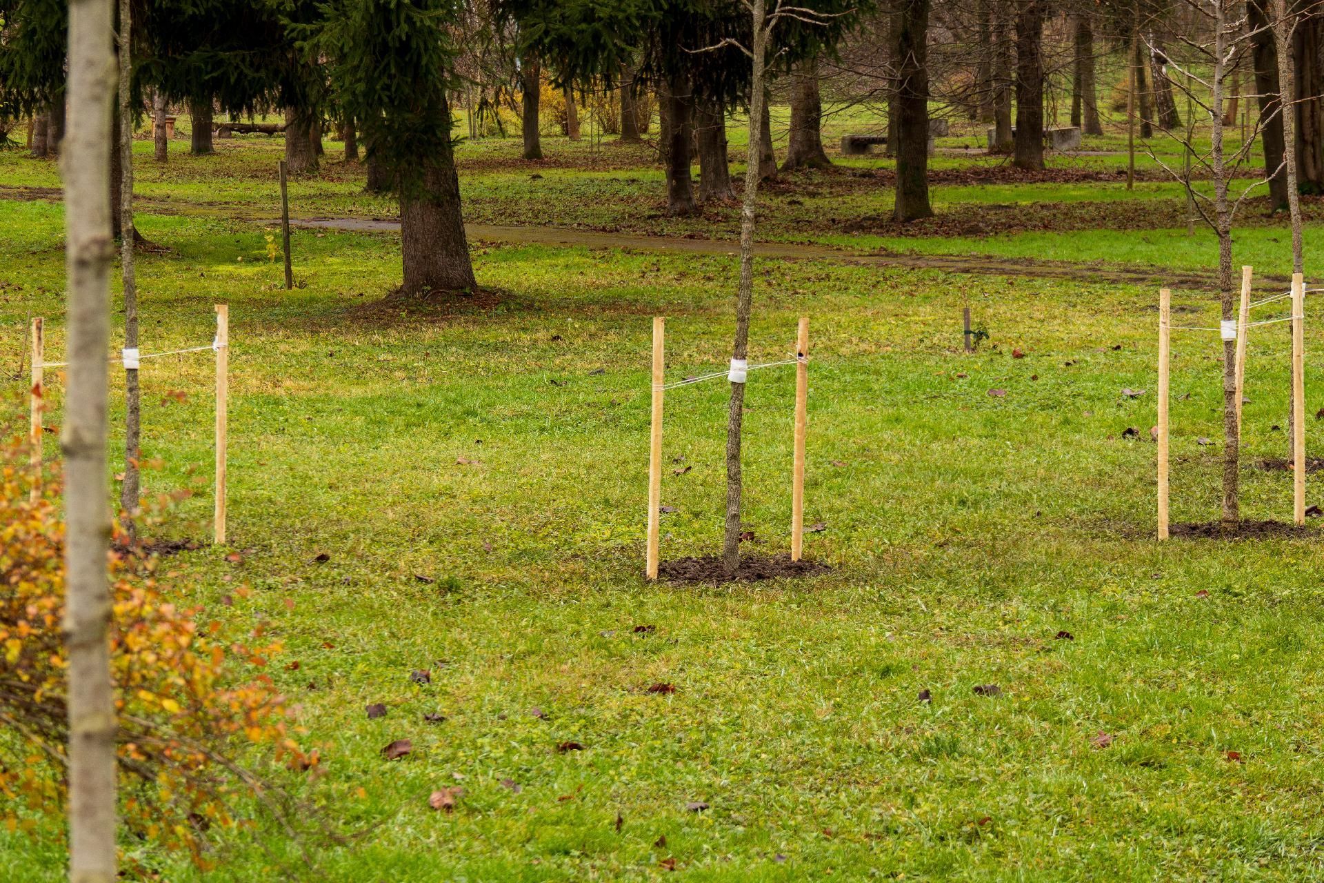 Junge Bäume auf Wiese mit Stützpfählen in Parkanlage