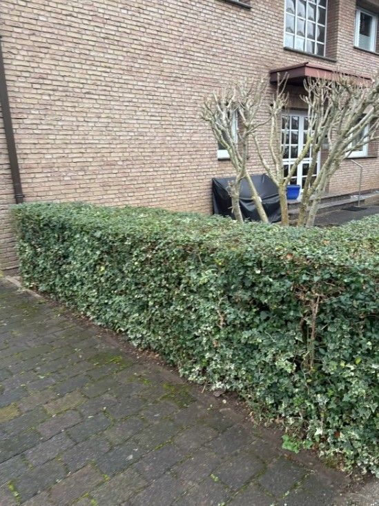 Gebäudefassade mit beschnittenem Strauch und gepflegtem Gartenbereich