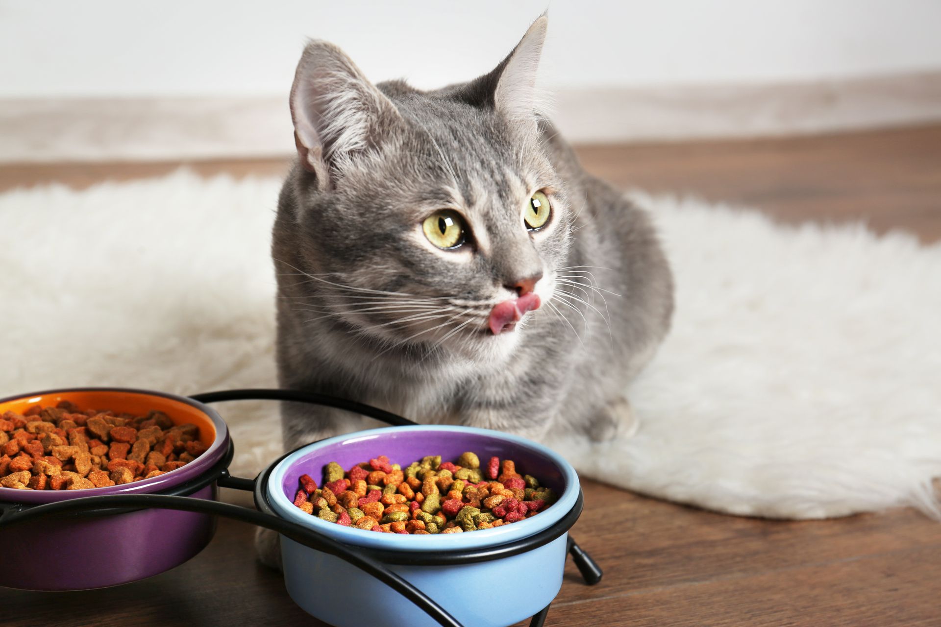 Chat devant des croquettes