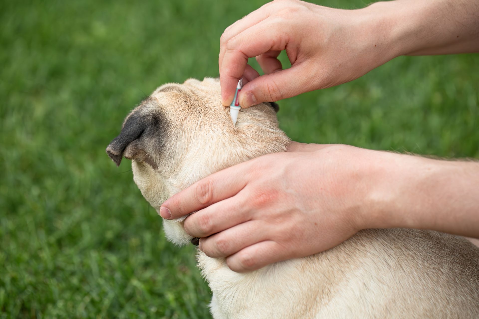 Application d'un antipuce sur le cou d'un chien