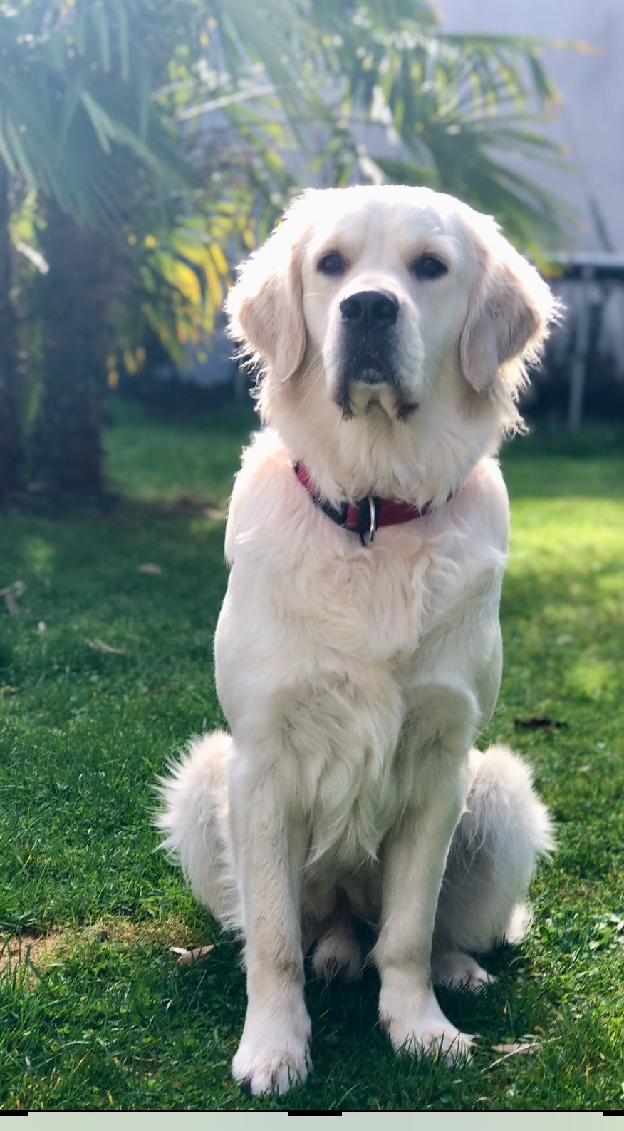 Chien blanc