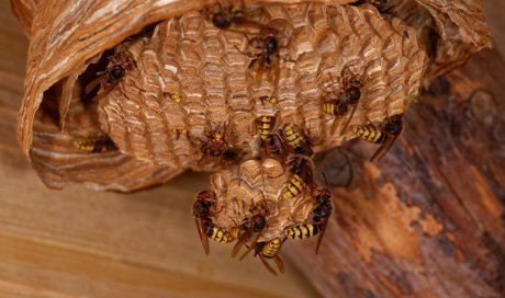 Un nid de guêpes