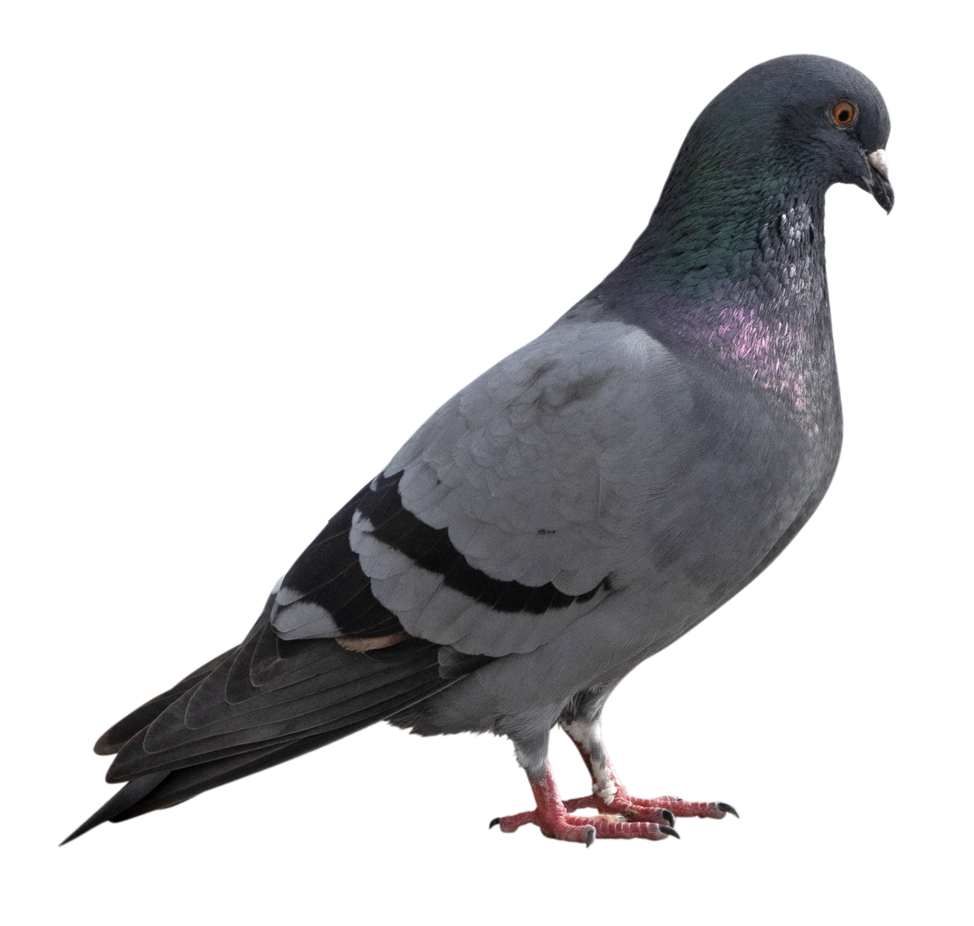 Un pigeon