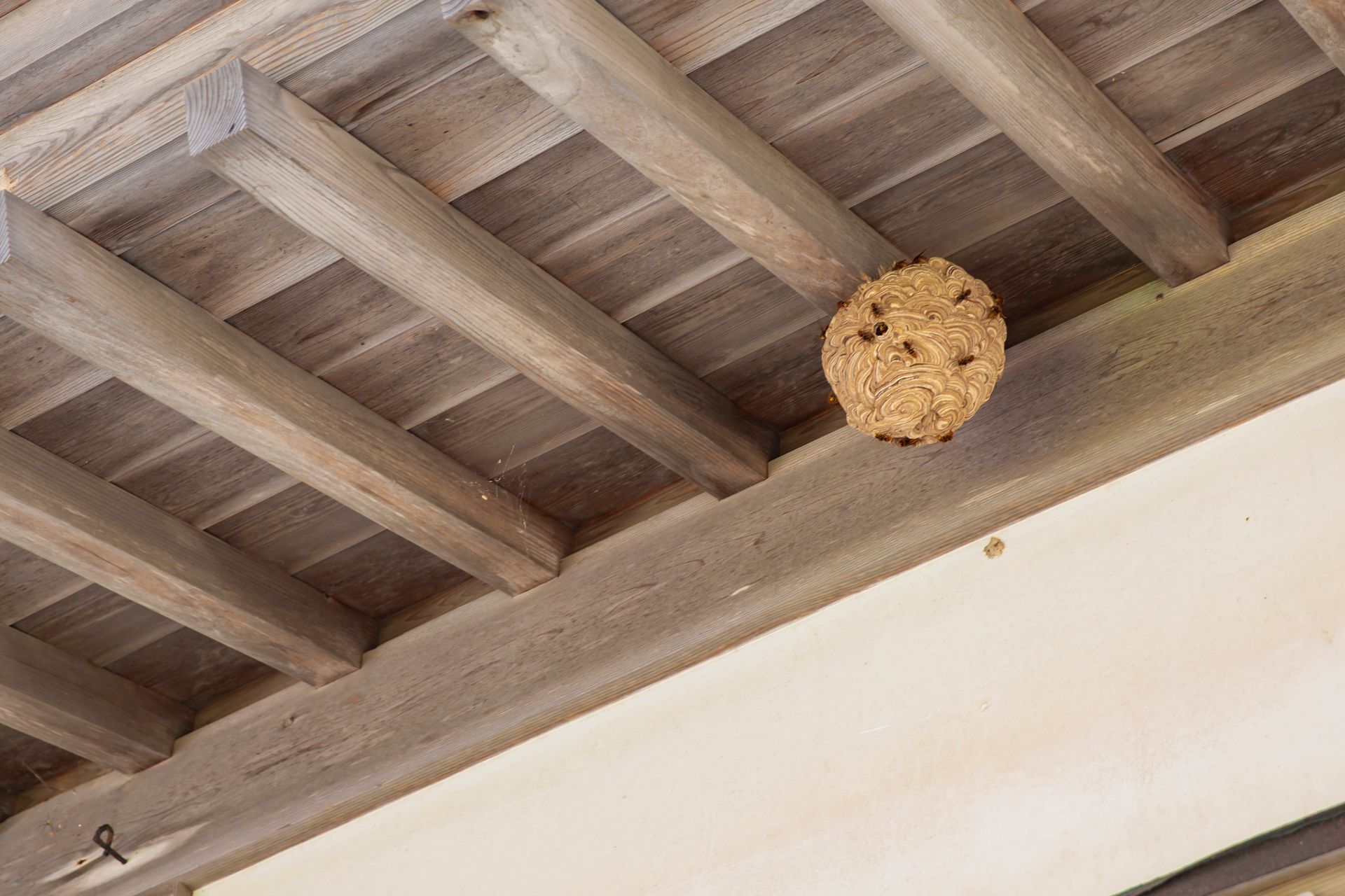 Un nid de guêpes sous un toit