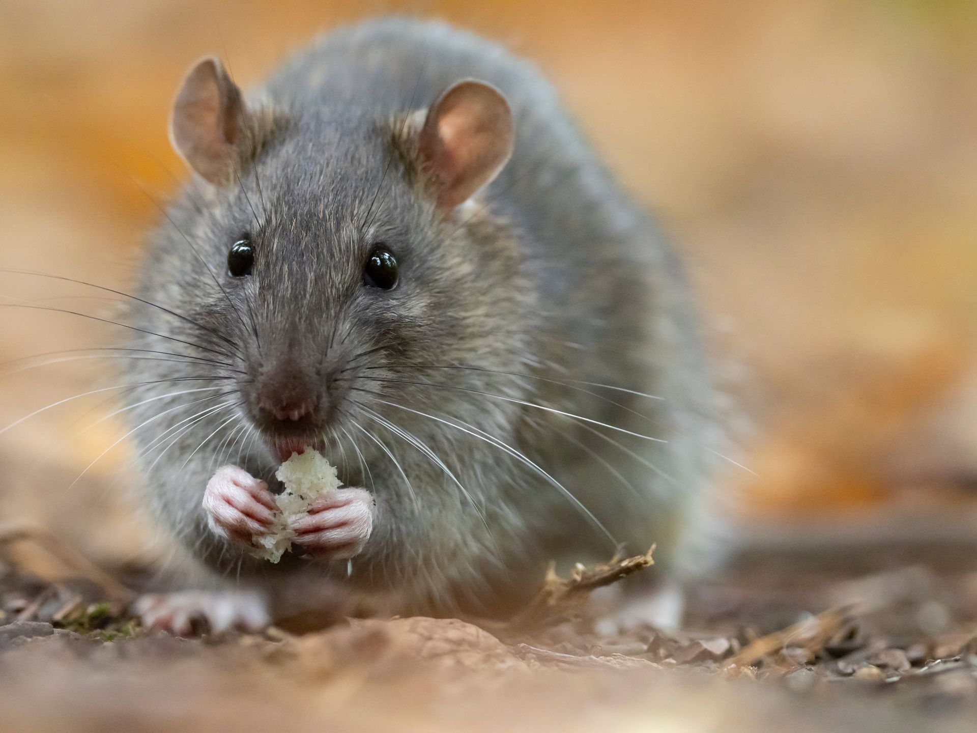 Une souris qui mange du pain