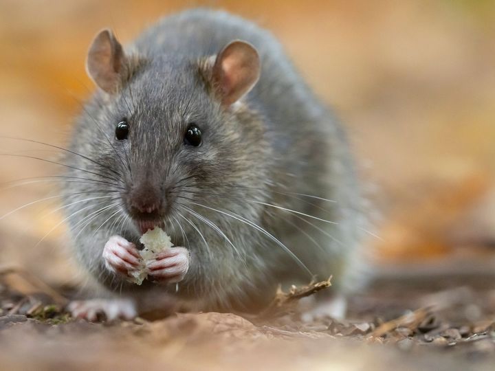 Une souris qui mange du pain