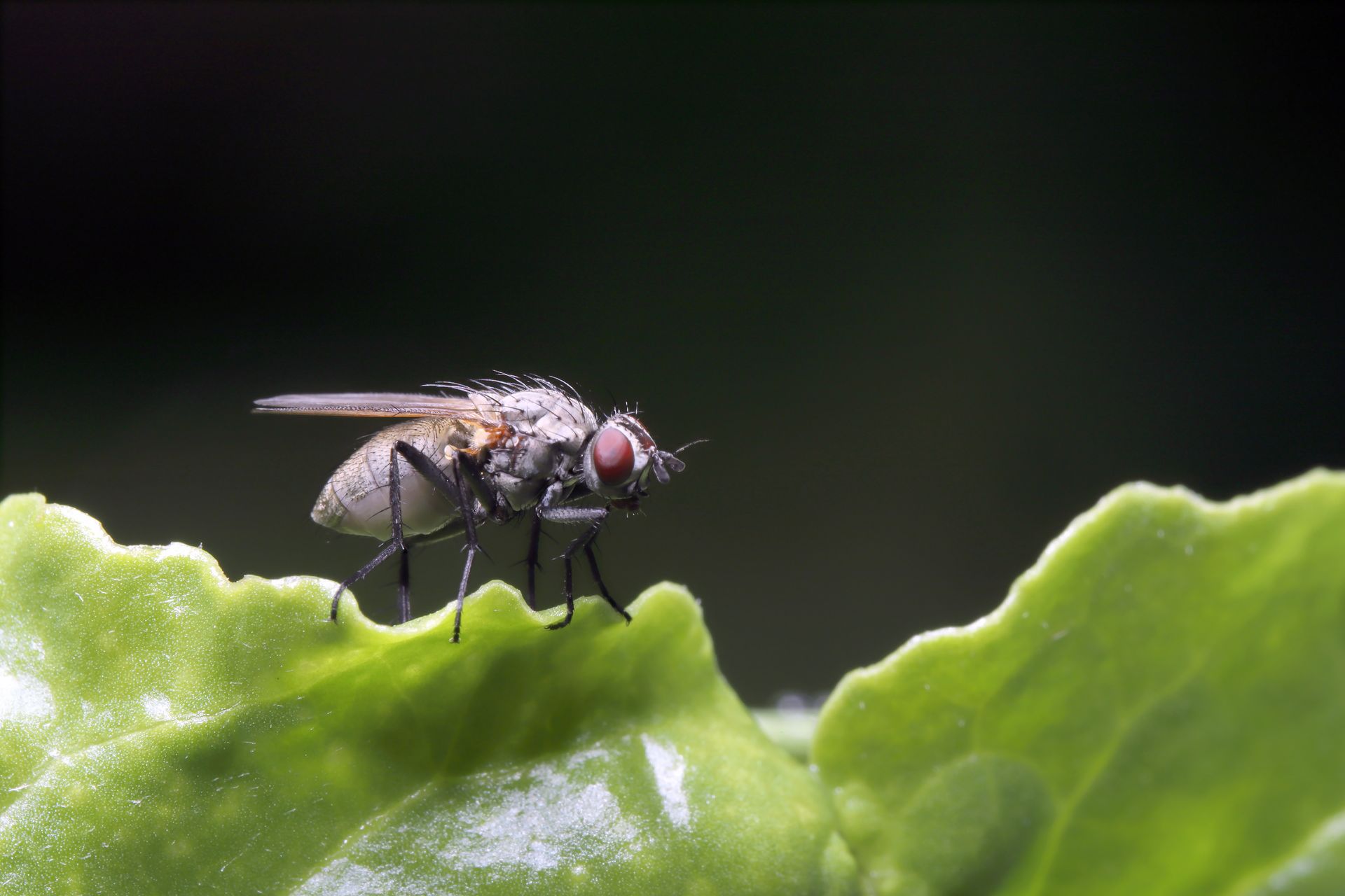 Une mouche sur une feuille