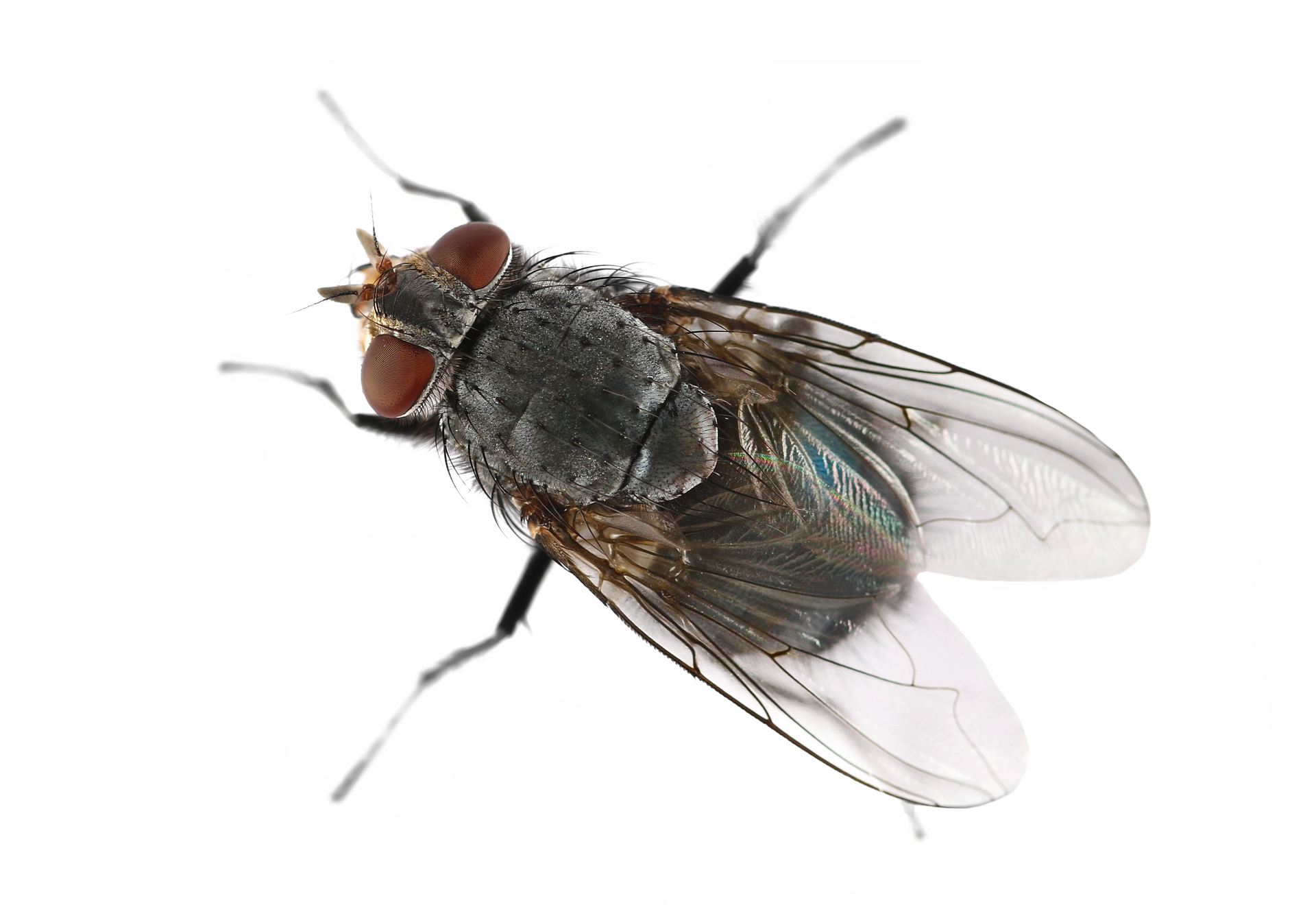 Une mouche