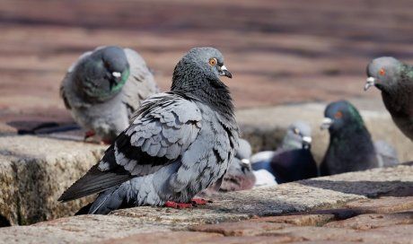 Des pigeons sur un trottoir