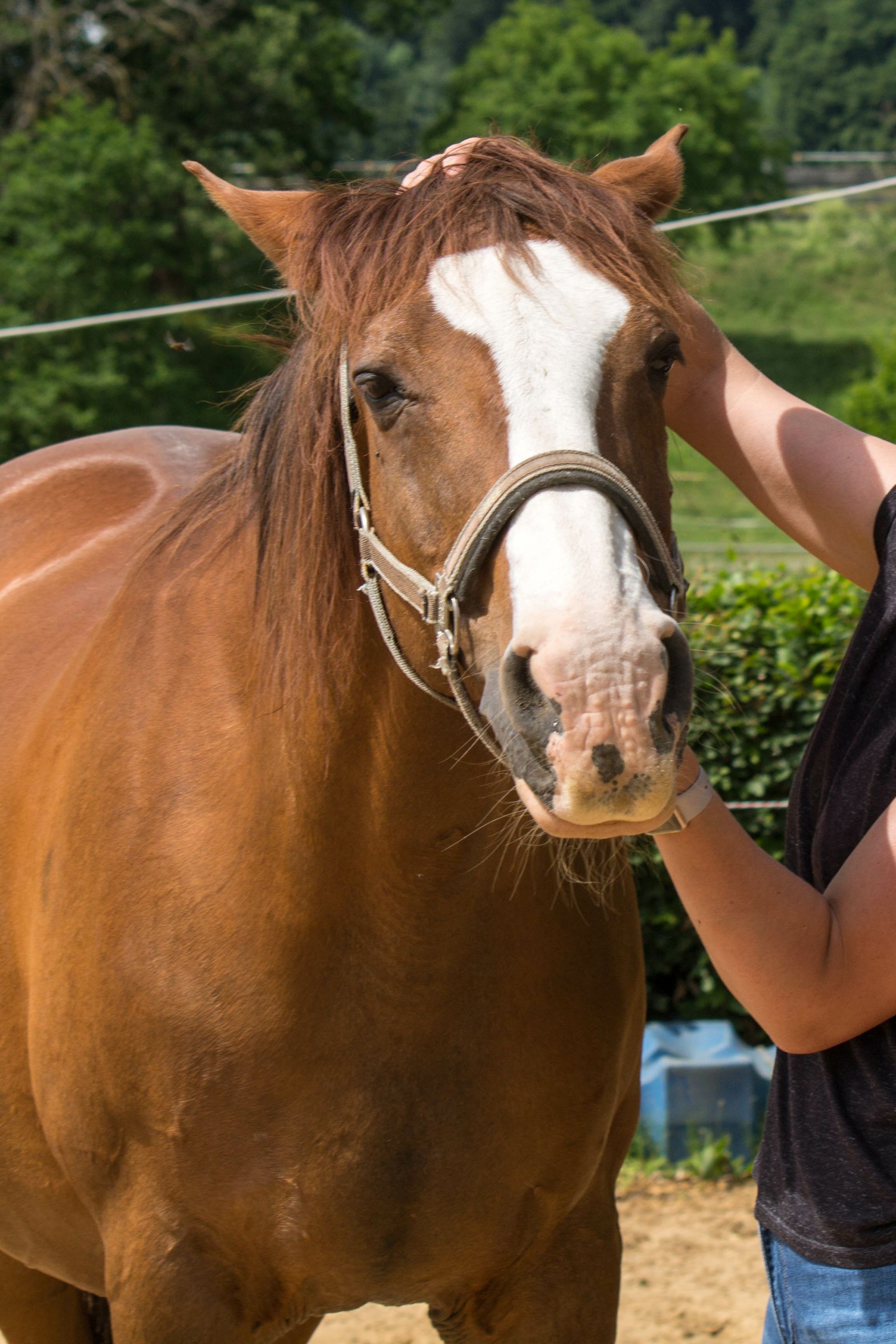 Une femme caresse un cheval brun avec une tache blanche sur le visage.
