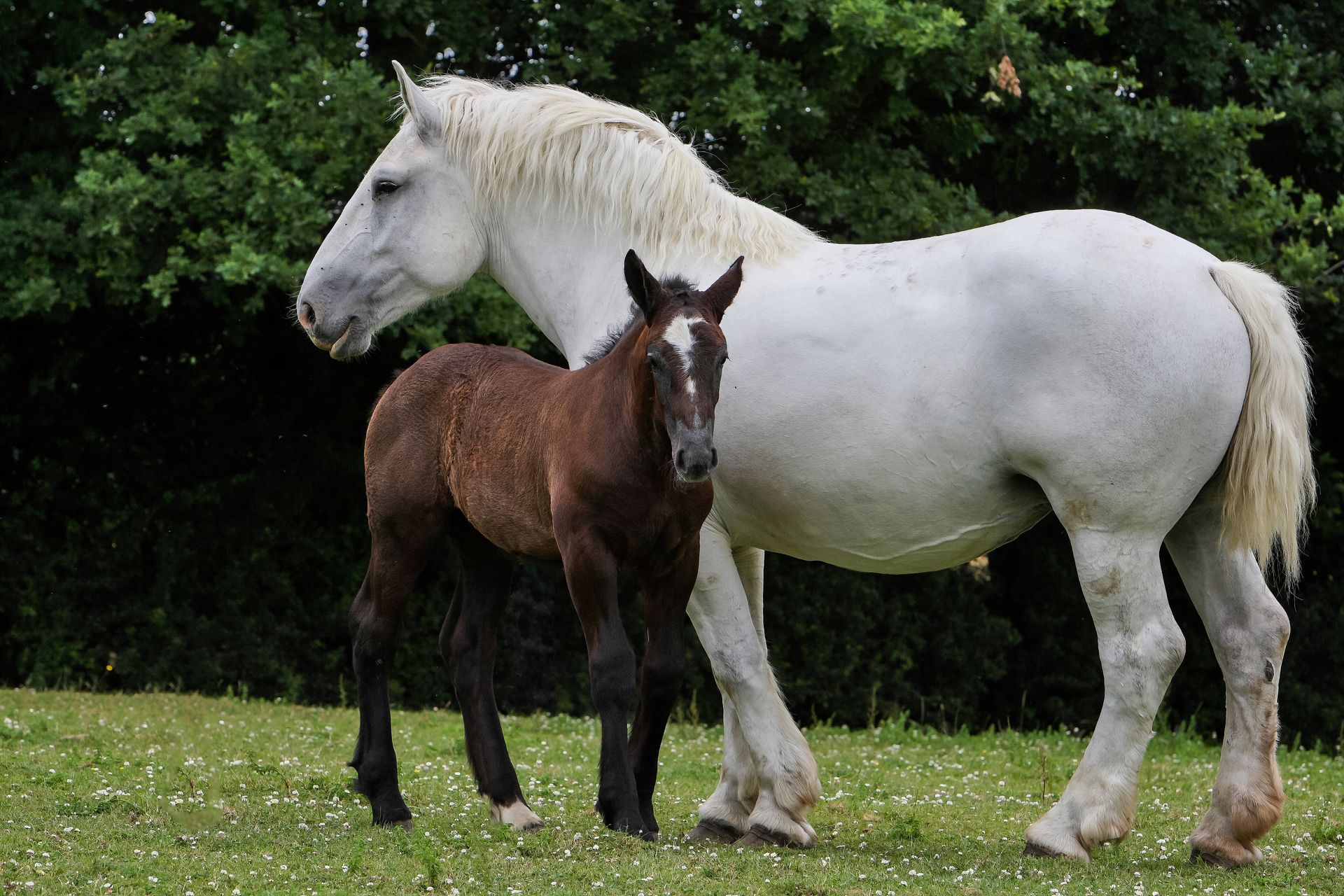 Un cheval blanc debout à côté d'un poulain brun dans un champ