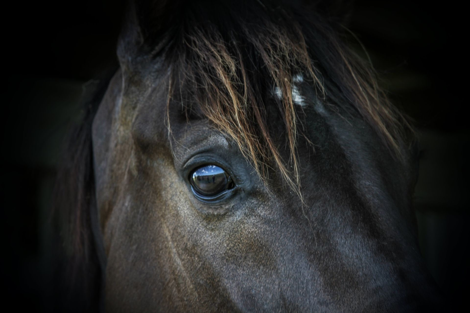 Un gros plan de l'œil d'un cheval dans une pièce sombre.