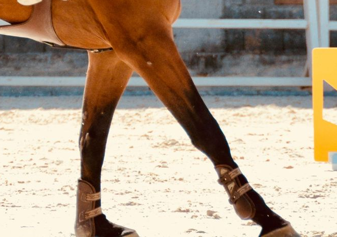 Une femme examine le sabot d'un cheval brun.