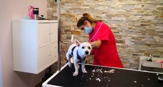 Hundefriseur - Altdorf UR - Patty's Hundesalon