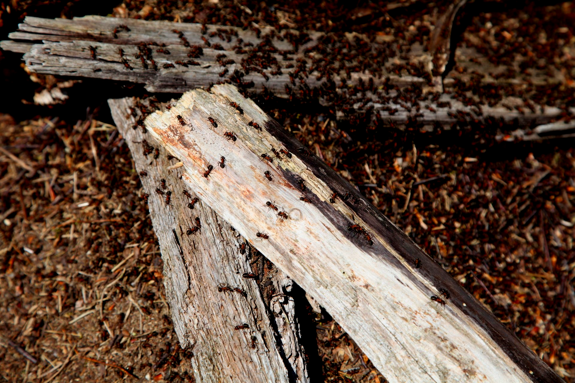 Lutte contre les nuisibles