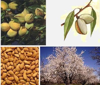 Un collage de almendras y un árbol con flores.