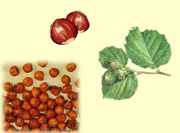 Un montón de nueces y una rama de árbol con hojas.