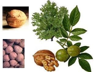 Una imagen de un nogal con hojas y nueces.