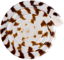 5d9f24be7200007963316903.png
