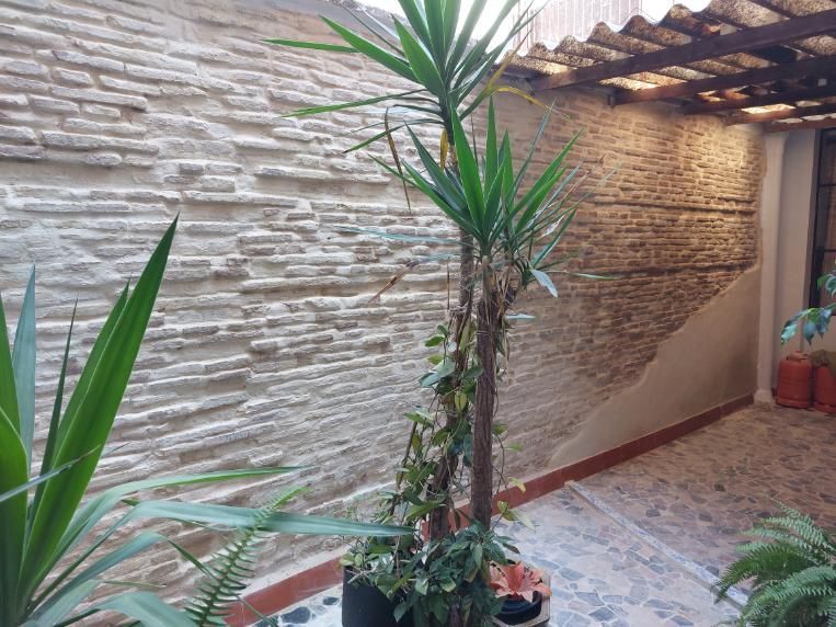 Un patio con paredes texturizadas de color beige, una planta de yuca en maceta y una vista parcial de un piso de baldosas.
