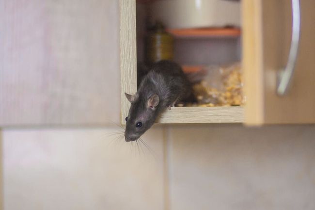 Una rata se asoma desde un armario en una cocina.