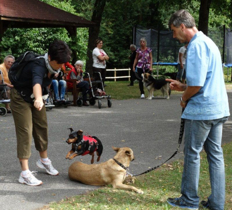 Menschen trainieren Hunde in einem Park; ein Hund sitzt, ein anderer trägt ein rotes Geschirr und steht daneben.