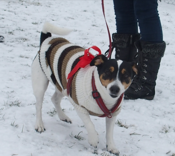 Kleiner schwarz-weiß-brauner Hund in einem roten Geschirr steht auf schneebedecktem Boden neben einer Person in Stiefeln.