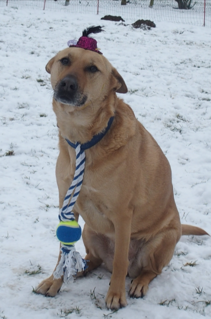 Ein hellbrauner Hund sitzt im Schnee; er trägt eine gestreifte Krawatte und einen roten Hut mit einem daran befestigten Tennisball.