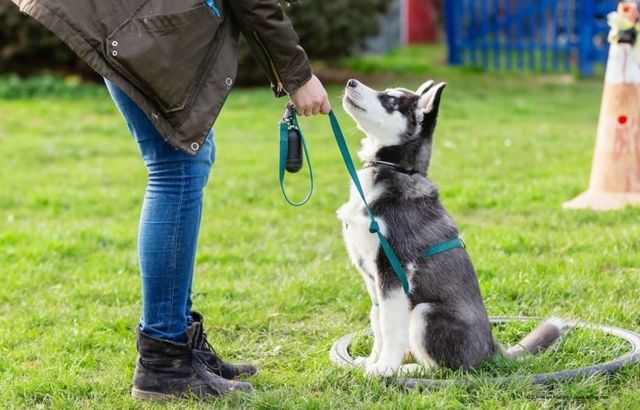 Eine Person trainiert einen schwarz-weißen Hund im Freien an der Leine auf einem grasbewachsenen Feld.