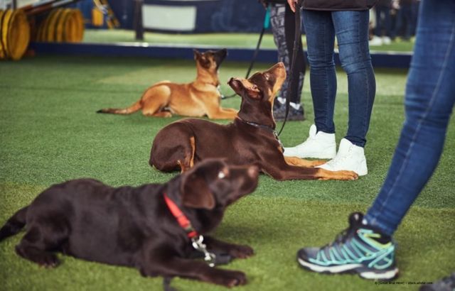 Hunde liegen auf dem Rasen in der Nähe der Beine von Menschen, darunter ein brauner Hund, der im Hintergrund aufmerksam sitzt.