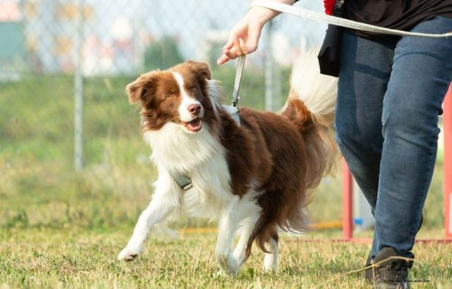 Ein braun-weißer Hund läuft an der Leine neben einer Person in einem grasbewachsenen Außenbereich.