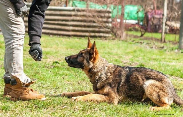 Ein Deutscher Schäferhund liegt im Gras, während eine Person daneben steht und während des Trainings die Hand ausstreckt.