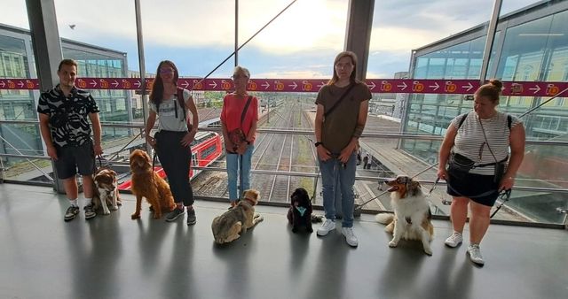 Ein Deutscher Schäferhund liegt im Gras, während eine Person daneben steht und während des Trainings die Hand ausstreckt.