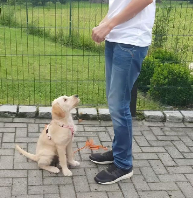 Eine Person trainiert einen schwarz-weißen Hund im Freien an der Leine auf einem grasbewachsenen Feld.