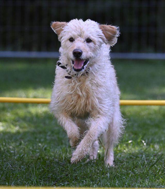 Hunde liegen auf dem Rasen in der Nähe der Beine von Menschen, darunter ein brauner Hund, der im Hintergrund aufmerksam sitzt.
