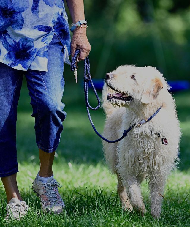Eine Person steht im Freien in einem Park neben einem sitzenden, angeleinten Hund auf einer Rasenfläche.