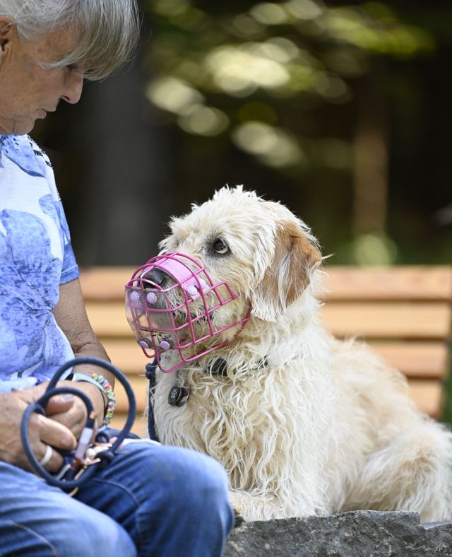 Ein schwarzer Hund sitzt aufmerksam neben einer Person im Freien auf einem grasbewachsenen Feld.