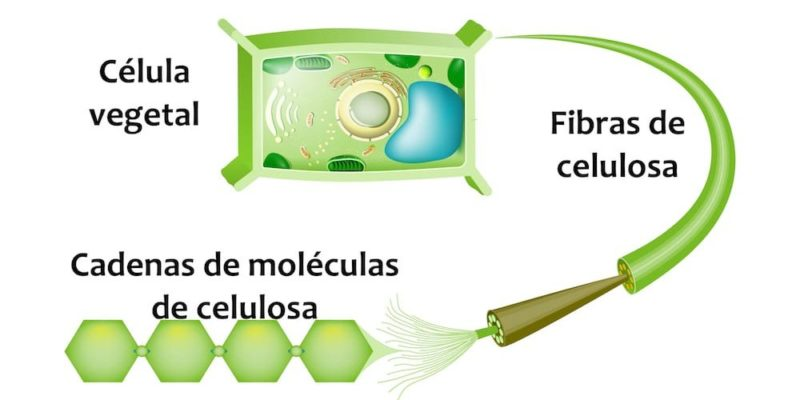 Diagrama que muestra una célula vegetal, fibras de celulosa y cadenas de moléculas de celulosa.