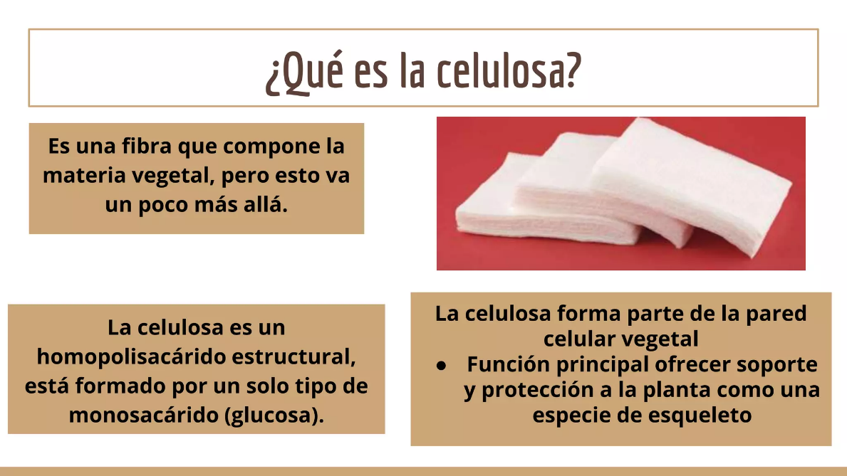 Diapositiva que define la celulosa: fibra de la materia vegetal; homopolisacárido hecho de glucosa, parte de las paredes celulares de las plantas, que proporciona soporte.