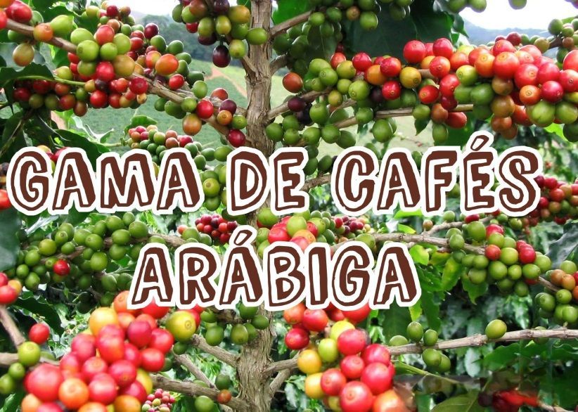 Planta de café con cerezas de café verdes y rojas; el texto dice 