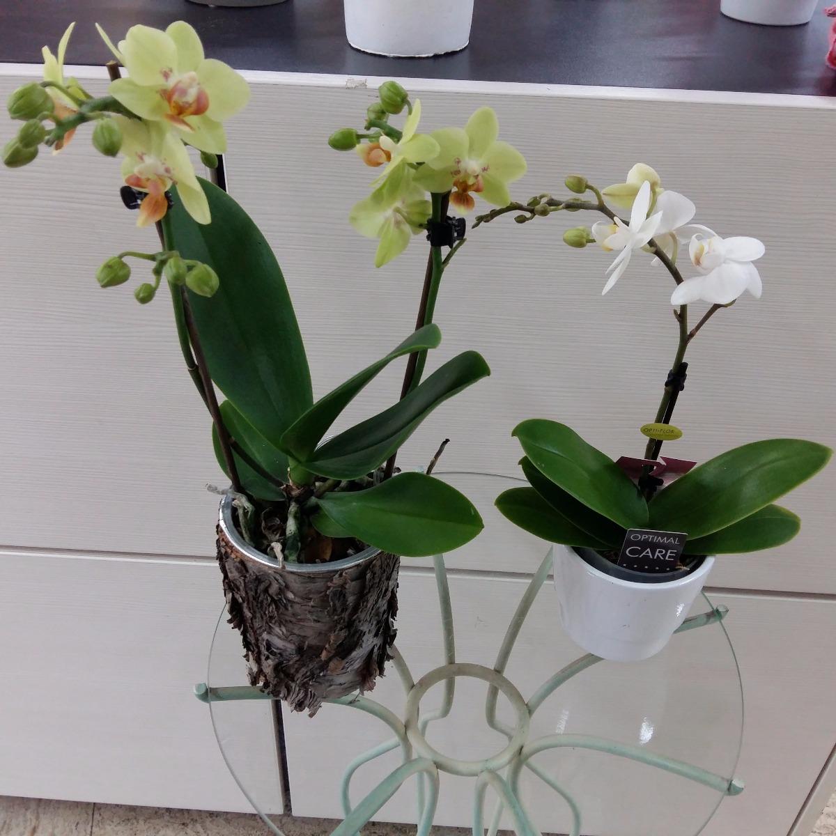 mini orchidée