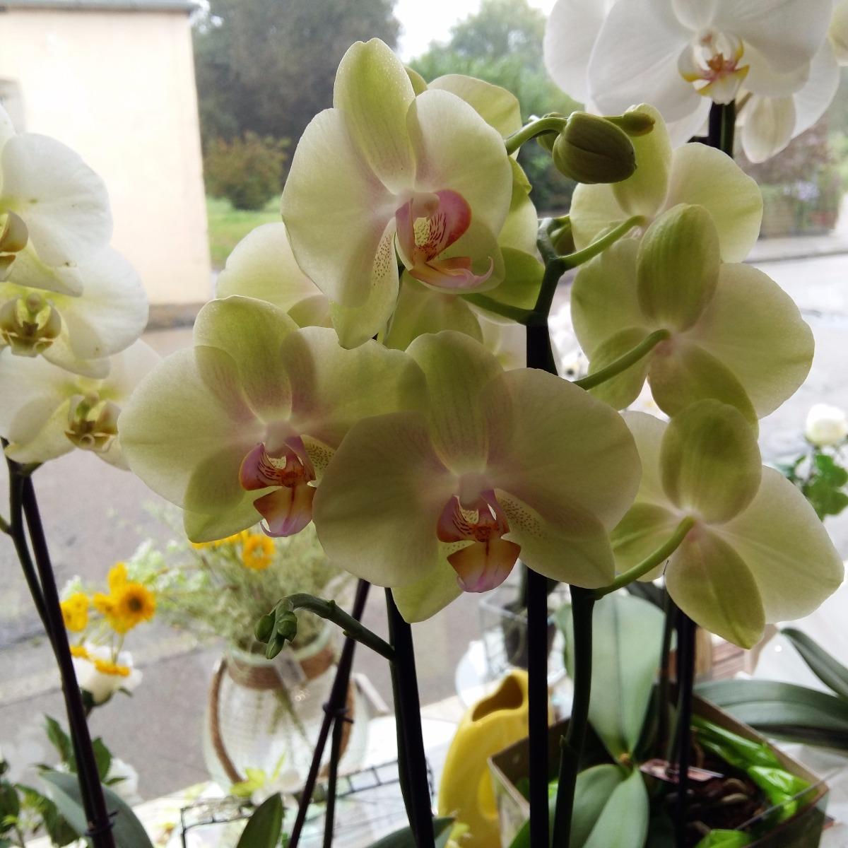 phalaenopsis