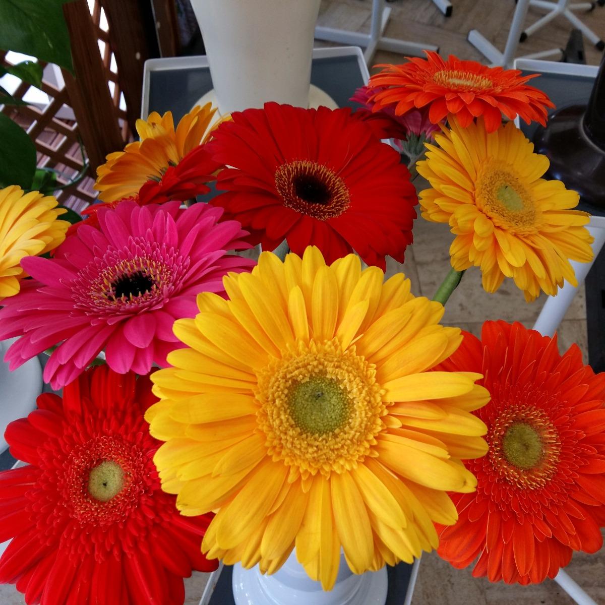 gerberas