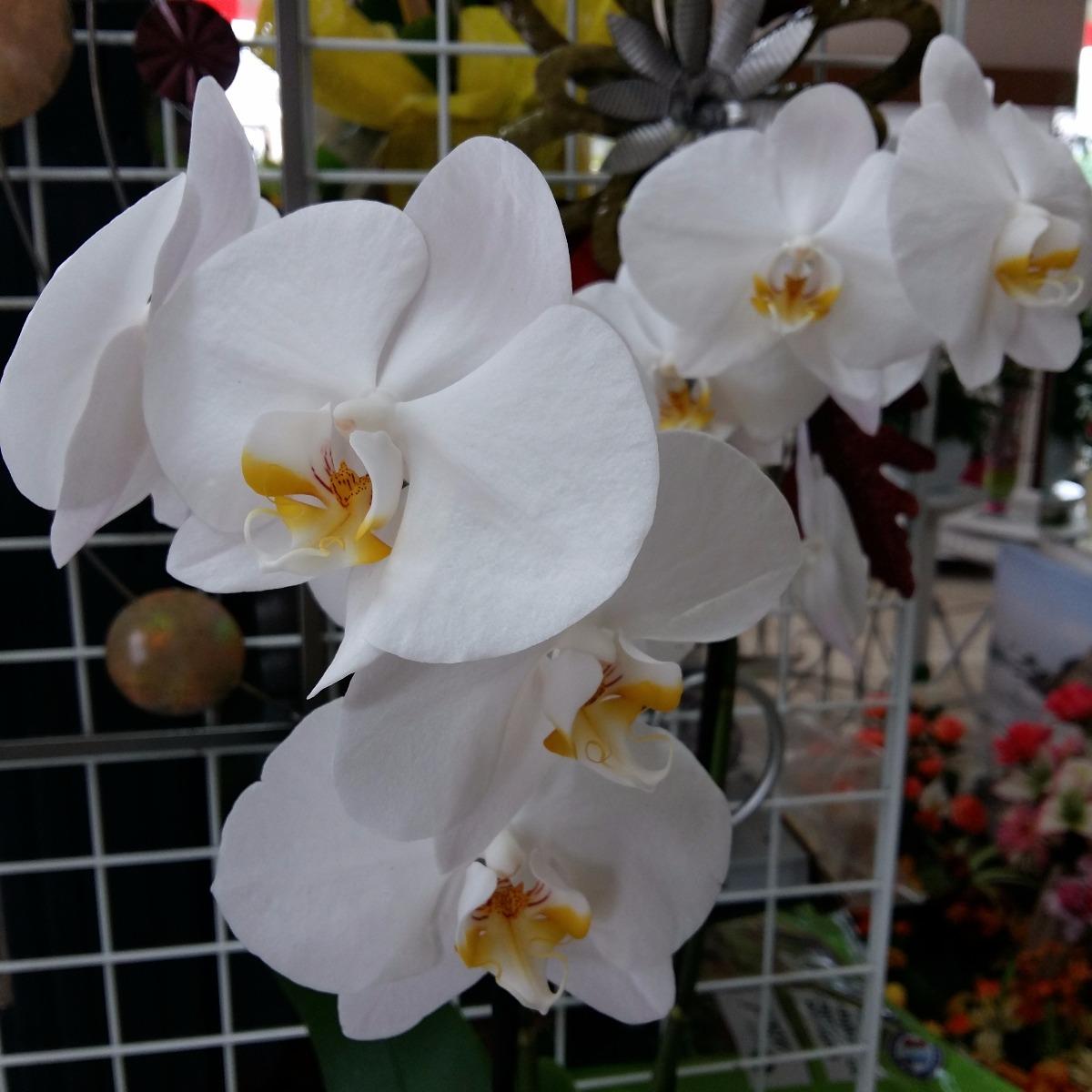 orchidée  phalenopsis