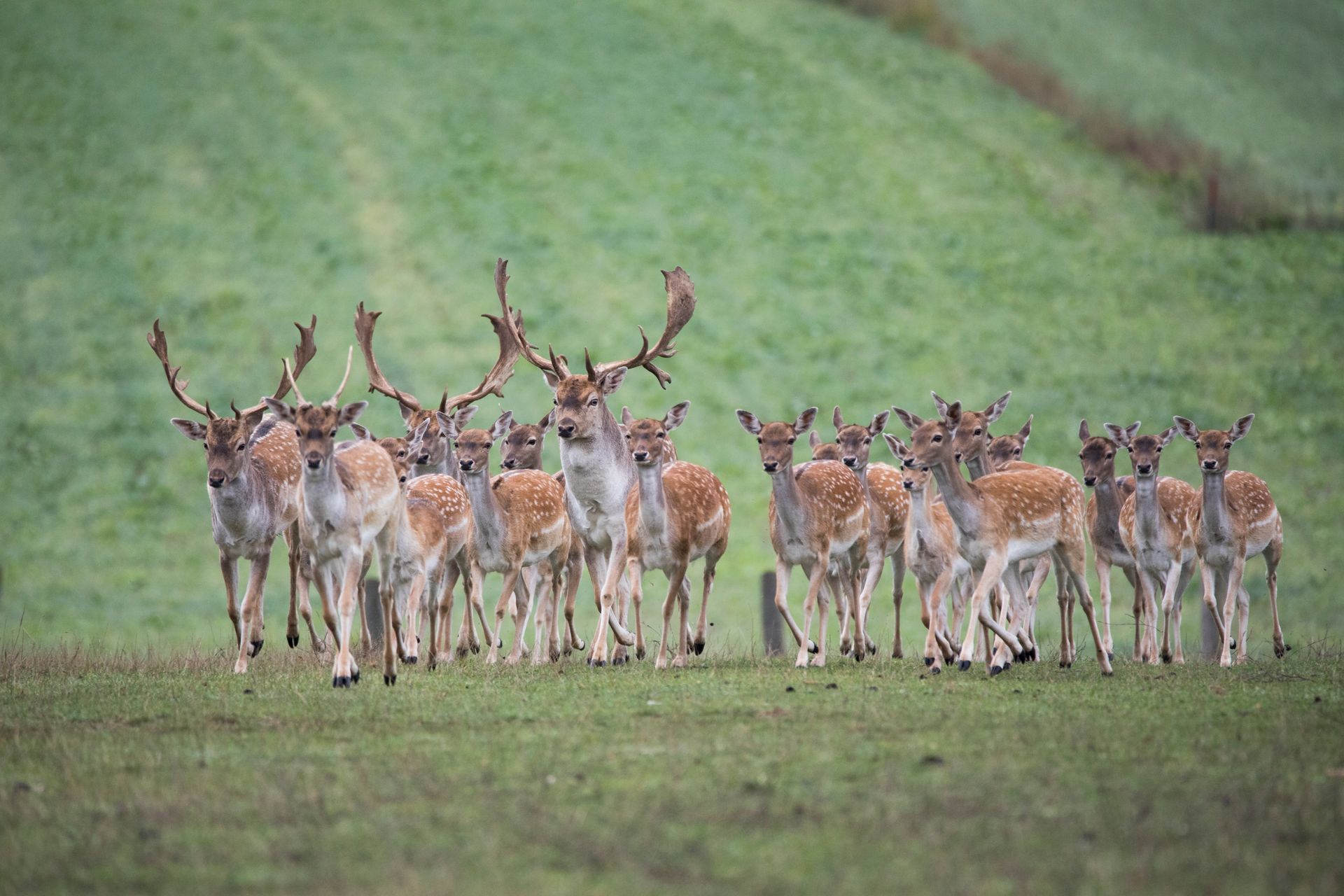 Fleischer bereitet die Bratwürste vor